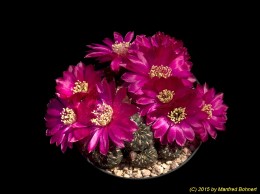Sulcorebutia tiraquensis v. totorensis HS151 2102